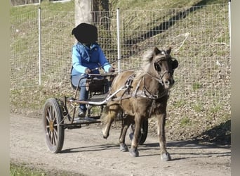 Classic Pony, Wallach, 13 Jahre, 114 cm, Dunkelfuchs