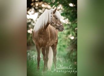 Classic Pony, Wallach, 13 Jahre, 114 cm, Dunkelfuchs