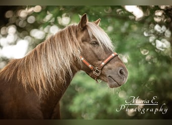 Classic Pony, Wallach, 13 Jahre, 114 cm, Dunkelfuchs