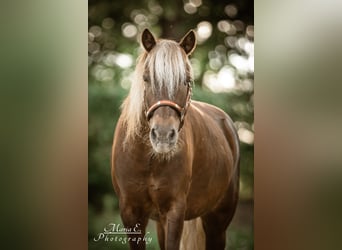 Classic Pony, Wallach, 13 Jahre, 114 cm, Dunkelfuchs
