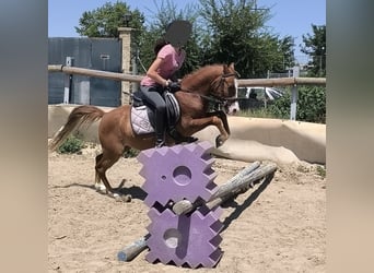 Classic Pony, Wallach, 13 Jahre, 124 cm, Rotfuchs