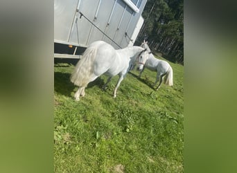 Classic Pony, Wallach, 13 Jahre, Schimmel