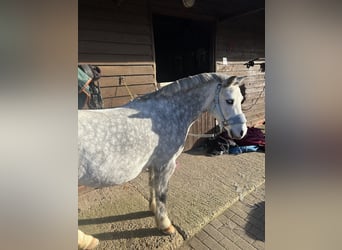Classic Pony, Wallach, 13 Jahre, Schimmel