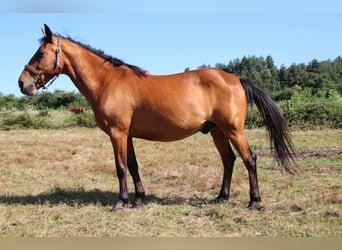 Classic Pony, Wallach, 14 Jahre, 128 cm, Brauner