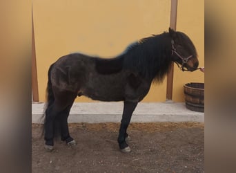 Classic Pony, Wallach, 14 Jahre, 138 cm, Brauner