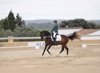 Classic Pony, Wallach, 14 Jahre, Rappe