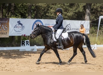 Classic Pony, Wallach, 15 Jahre, 135 cm, Dunkelbrauner