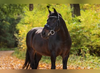 Classic Pony, Wallach, 15 Jahre, 135 cm, Dunkelbrauner