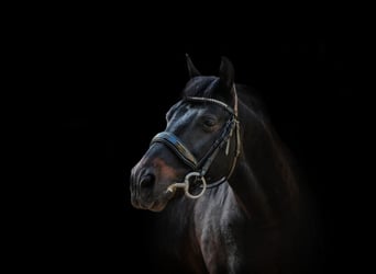 Classic Pony, Wallach, 15 Jahre, 135 cm, Dunkelbrauner