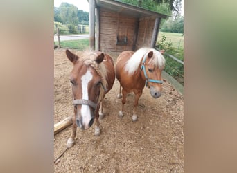 Classic Pony, Wallach, 16 Jahre, 115 cm, Fuchs