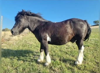 Classic Pony, Wallach, 16 Jahre, 115 cm, Schecke