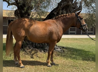 Classic Pony, Wallach, 17 Jahre, 147 cm, Dunkelfuchs