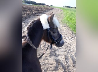 Classic Pony, Wallach, 19 Jahre, 100 cm, Dunkelfuchs