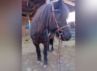 Classic Pony, Wallach, 20 Jahre, 118 cm, Schwarzbrauner