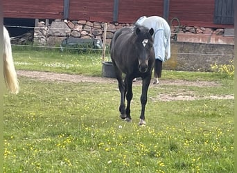 Classic Pony, Wallach, 2 Jahre, 140 cm, Dunkelbrauner