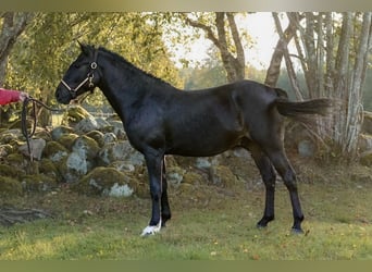 Classic Pony, Wallach, 2 Jahre, 140 cm, Dunkelbrauner