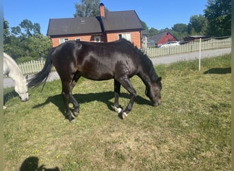 Classic Pony, Wallach, 2 Jahre, 140 cm, Dunkelbrauner