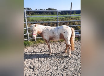 Classic Pony Mix, Wallach, 3 Jahre, 107 cm, Tigerschecke