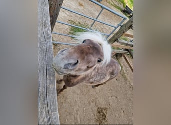 Classic Pony, Wallach, 3 Jahre, 110 cm
