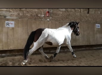 Classic Pony, Wallach, 3 Jahre, 138 cm, Tobiano-alle-Farben
