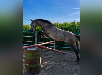 Classic Pony, Wallach, 3 Jahre, 150 cm, Braunfalbschimmel