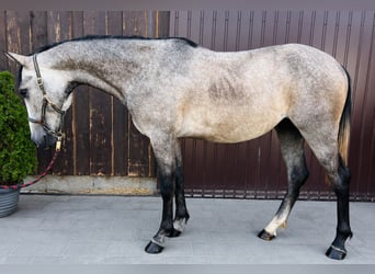 Classic Pony, Wallach, 3 Jahre, 150 cm, Braunfalbschimmel