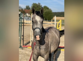 Classic Pony, Wallach, 3 Jahre, 150 cm, Braunfalbschimmel