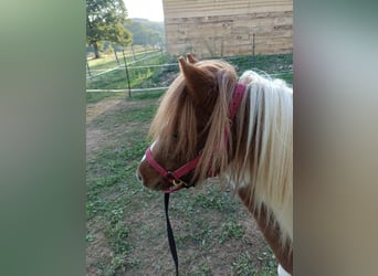 Classic Pony, Wallach, 4 Jahre, 110 cm, Tobiano-alle-Farben