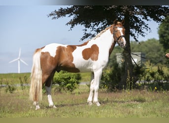 Classic Pony Mix, Wallach, 4 Jahre, 133 cm, Schecke