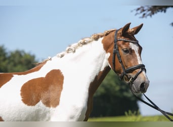 Classic Pony Mix, Wallach, 4 Jahre, 133 cm, Schecke