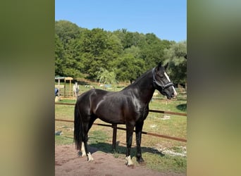 Classic Pony, Wallach, 4 Jahre, 146 cm, Rappe