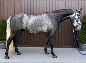 Classic Pony, Wallach, 4 Jahre, 147 cm, Apfelschimmel