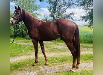 Classic Pony, Wallach, 4 Jahre, 155 cm