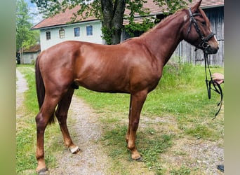 Classic Pony, Wallach, 4 Jahre, 155 cm
