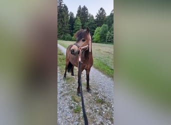Classic Pony, Wallach, 5 Jahre, 103 cm, Dunkelbrauner