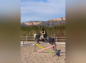 Classic Pony, Wallach, 5 Jahre, 124 cm, Schimmel