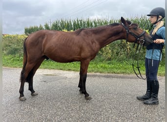 Classic Pony, Wallach, 5 Jahre, 136 cm, Brauner