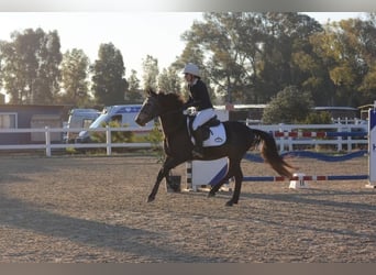 Classic Pony, Wallach, 5 Jahre, 145 cm, Schimmel