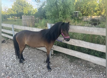 Classic Pony, Wallach, 6 Jahre, 115 cm, Dunkelbrauner