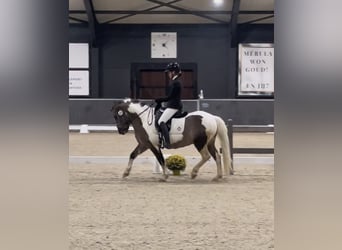 Classic Pony, Wallach, 6 Jahre, 140 cm, Schecke