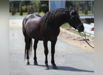 Classic Pony, Wallach, 6 Jahre, 145 cm