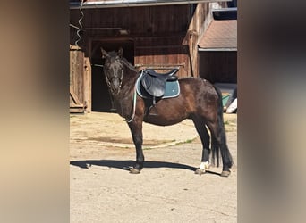 Classic Pony, Wallach, 6 Jahre, 145 cm, Rappe