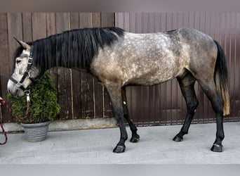 Classic Pony, Wallach, 6 Jahre, 155 cm, Blauschimmel