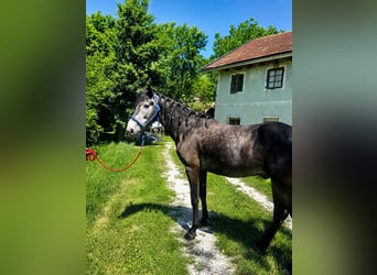 Classic Pony, Wallach, 6 Jahre, 155 cm, Blauschimmel