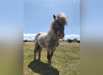 Classic Pony, Wallach, 7 Jahre, 100 cm, Rotschimmel