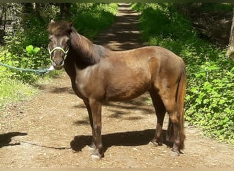 Classic Pony, Wallach, 7 Jahre, 114 cm, Schwarzbrauner