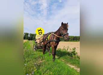 Classic Pony, Wallach, 7 Jahre, 115 cm, Rappe