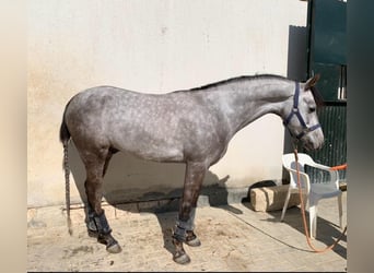 Classic Pony, Wallach, 7 Jahre, 141 cm, Schimmel