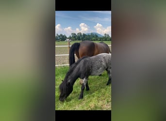 Classic Pony, Wallach, 8 Jahre, 110 cm, Roan-Blue