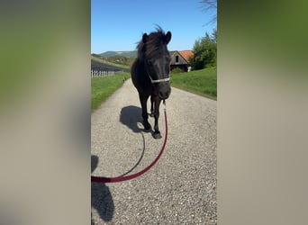 Classic Pony Mix, Wallach, 8 Jahre, 123 cm, Dunkelbrauner